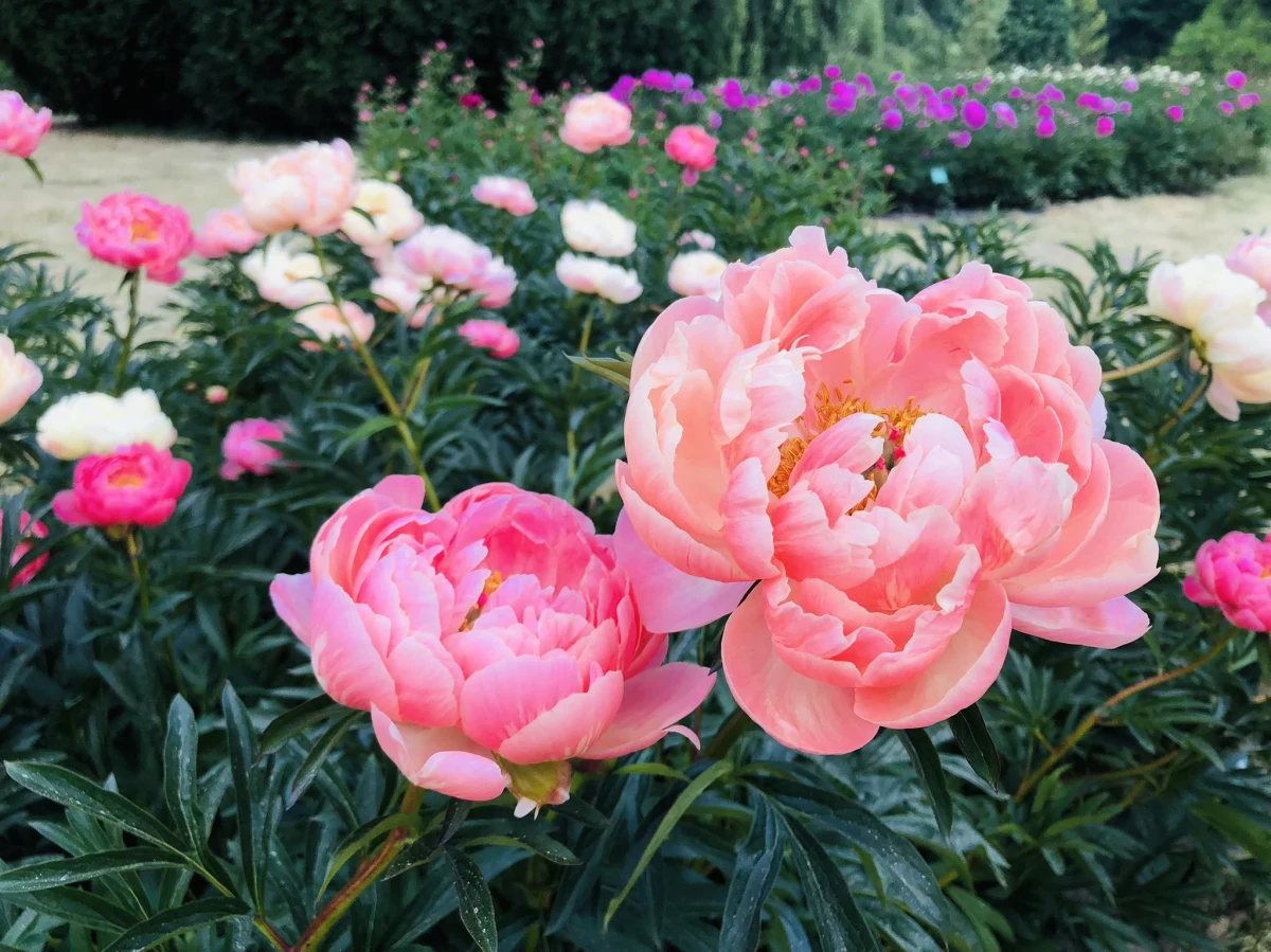Około 50 odmian liczy bogata kolekcja peonii, jaką można oglądać w łódzkim Ogrodzie Botanicznym. Ten piwoniowy zawrót głowy - to doskonały pomysł na długi, czerwcowy weekend, bo właśnie kwiaty zaczynają ukazywać swe piękno w pełnym rozkwicie.

