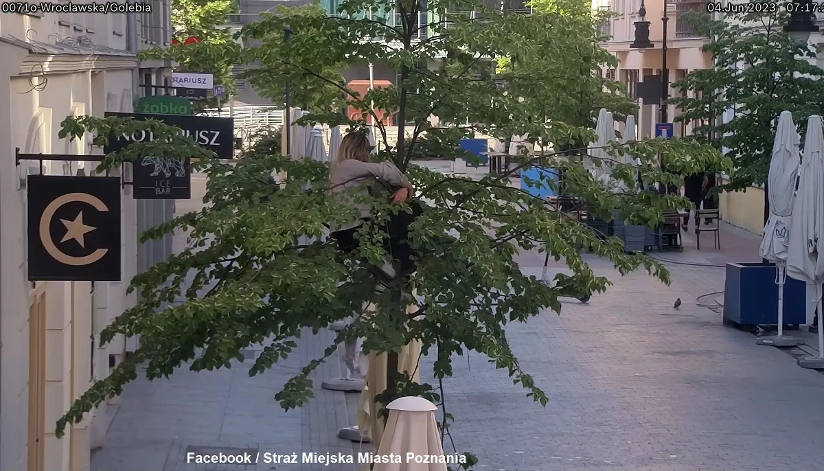 Nietypowa interwencja służb w centrum Poznania. Na drzewo przy ul. Wrocławskiej weszła kobieta. Operator monitoringu miejskiego wezwał na miejsce patrol policji.