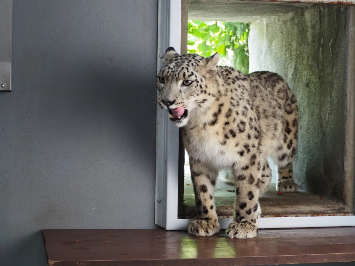 Warszawski ogród zoologiczny ma nową mieszkankę. To samica pantery śnieżnej – Suri. Ta prawie dwuletnia kotka przyjechała do Warszawy z ogrodu zoologicznego w Lipsku. Jak mówią opiekunowie, na razie jest dość nieśmiała, jednak z każdym dniem poznają się coraz lepiej i zdobywają powoli jej zaufanie.
