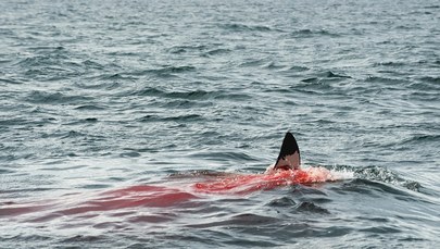Rekin pożarł Rosjanina na oczach turystów