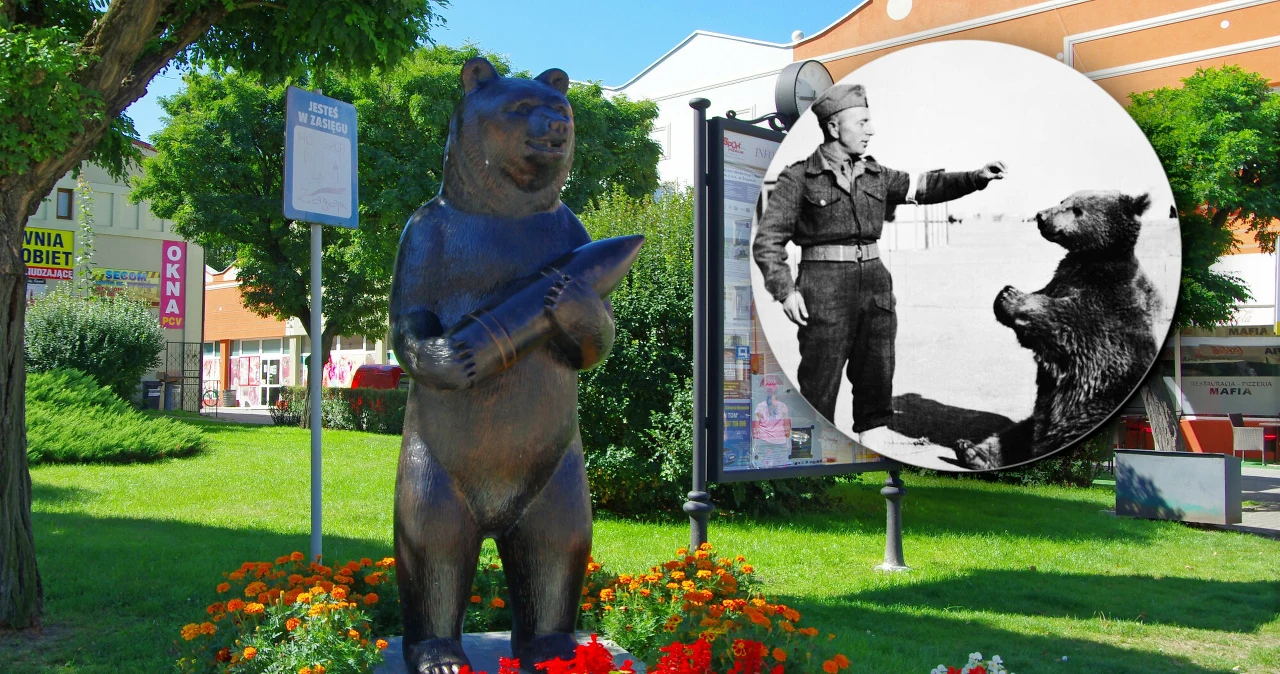 Bitwa o Monte Cassino. Najsłynniejszy polski niedźwiedź pomógł zdobyć klasztor