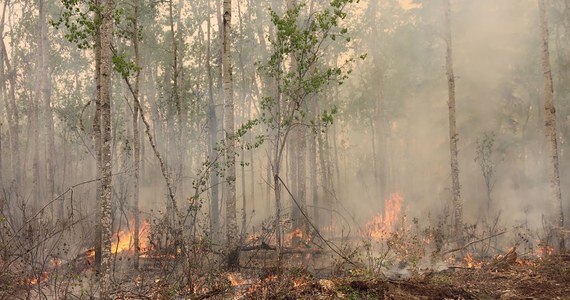 Kanada walczy z gigantycznymi pożarami lasów. ​Dym, który wcześniej okrył miasta wschodniego wybrzeża Ameryki Północnej, dotarł do Skandynawii - poinformowali naukowcy z norweskiego Instytutu Badań Klimatu i Środowiska (NILU).