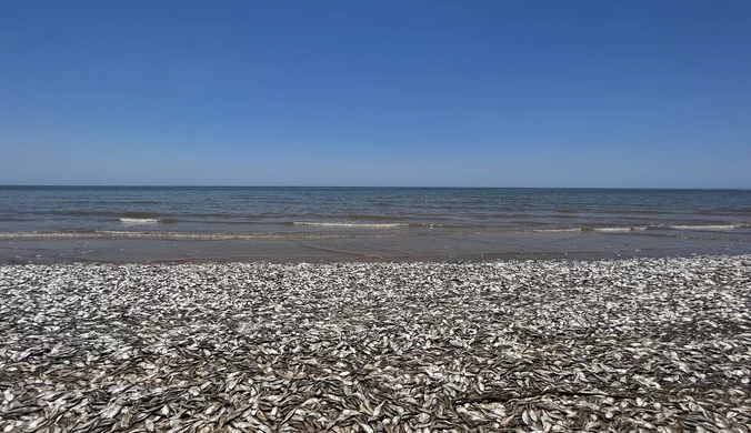 Tysiące śniętych ryb w USA. Specjaliści wyjaśniają przyczynę