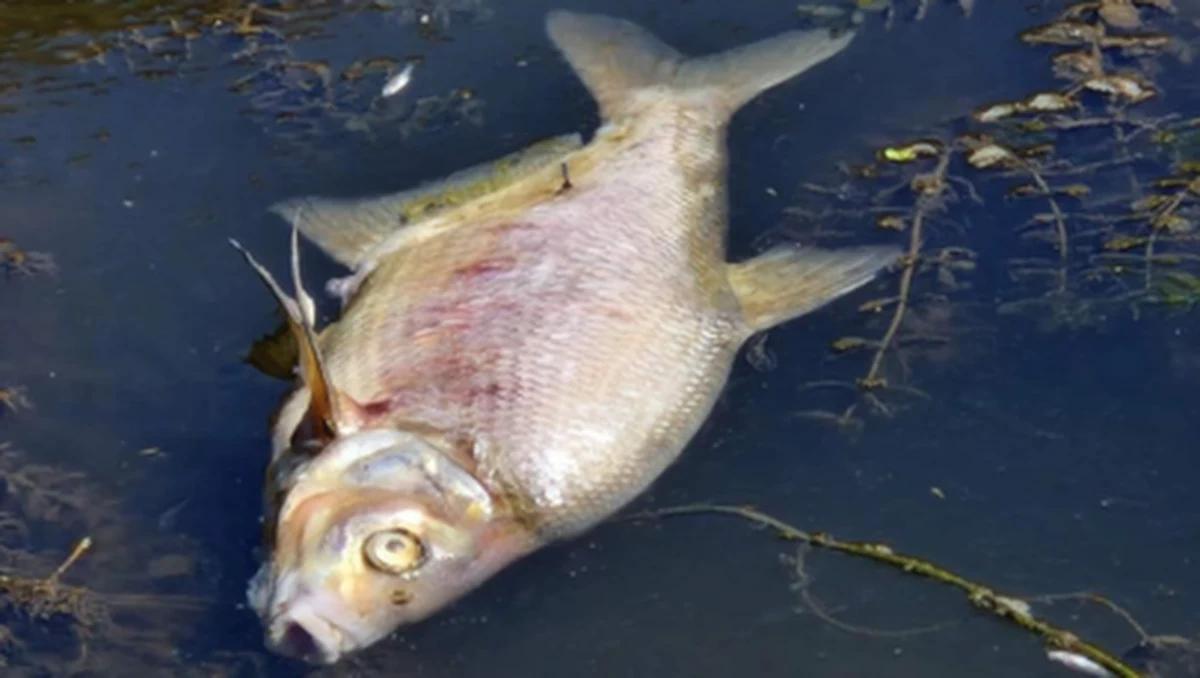 ​Strażacy mają pilnie rozpocząć natlenianie wody w Kanale Gliwickim - takie są ustalenia po posiedzeniu zespołu zarządzania kryzysowego. Wczoraj służby zebrały w tym miejscu ponad 450 kilogramów śniętych ryb.