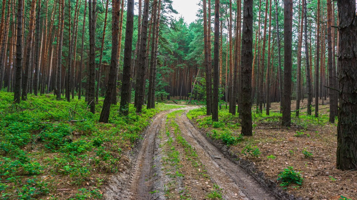 Nadleśnictwa Olsztynek, Nidzica, Iława, Lidzbark i Wielbark wprowadziły w poniedziałek zakazy wstępu do lasu ze względu na wysokie zagrożenie pożarowe. Zakazów można spodziewać się też w kolejnych nadleśnictwach - przekazał PAP rzecznik Regionalnej Dyrekcji Lasów Państwowych w Olsztynie Adam Pietrzak. Rządowe Centrum Bezpieczeństwa wydało ostrzeżenie także dla innych województw.