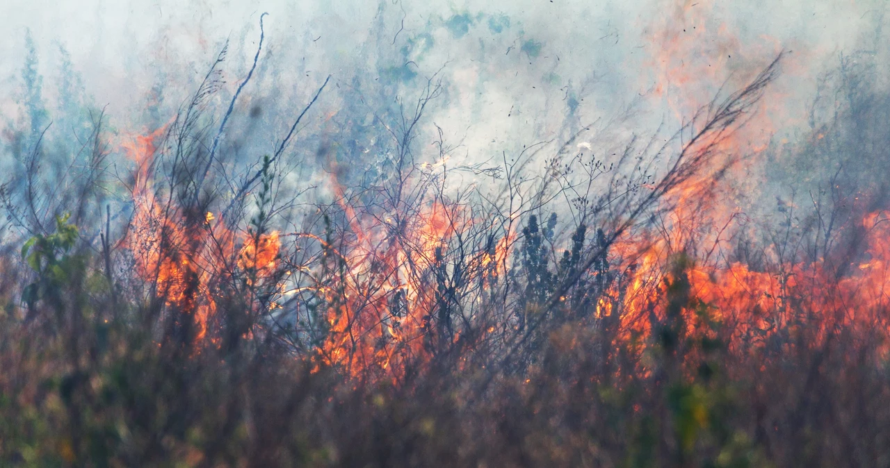  Klimatyczne koszty wojny. Rosyjska inwazja dewastuje planetę 