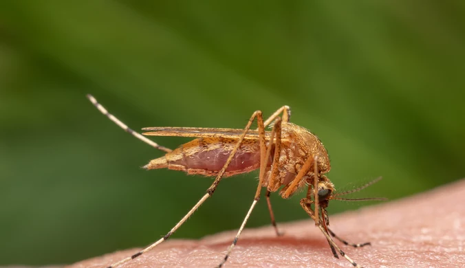 Niezwykle rzadki komar powrócił. W Szwecji nie widziano go od 50 lat