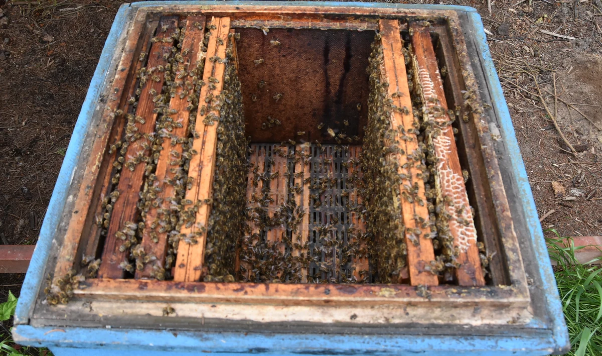 Nawet 5 lat więzienia grozi pewnemu 40-latkowi z gminy Piaski w powiecie świdnickim. Ukradł on z uli pięć ramek wraz z pszczołami i miodem. Gdy zorientował się, że jest nagrywany przez tzw. fotopułapkę, zabrał ze sobą także urządzenie.