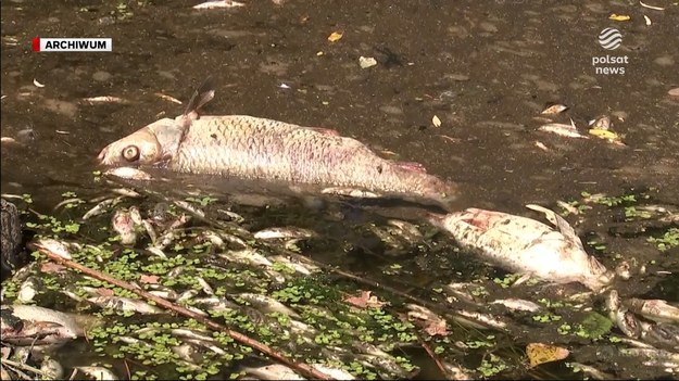 Niepokojące informacje ze Śląska. Ponad 800 kg martwych ryb w Kanale Gliwickim. Wojewoda pilnie zwołuje sztab kryzysowy. Polski Związek Wędkarski twierdzi, że przyczyną śnięcia ryb są znowu złote algi. Minister Środowiska i Klimatu Anna Moskwa mówi, że zrobiono wszystko, aby katastrofa sprzed roku się nie powtórzyła. Każdy scenariusz jest jednak możliwy, bo robi się coraz cieplej. Dla ''Wydarzeń'' Robert Gusta.