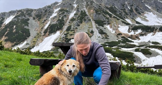 Dwa psy, które ostatnio odwiedziły podczas wędrówki Dolinę Pięciu Stawów Polskich, znalazły nowy dom. Kilka dni temu dotarły do górskiego schroniska, które postanowiło poszukać im stałego schronienia.