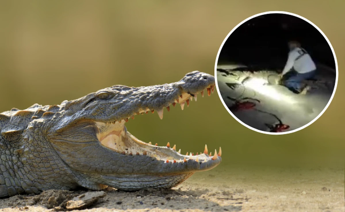 Rzucał się i walczył, ale w końcu udało się go schwytać. Mowa o krokodylu, którego siłą trzeba było wyciągnąć z przydomowego basenu na archipelagu Florida Keys. Nagranie pokazujące, jak w niedzielę pracownicy organizacji zajmującej się ochroną zwierząt z trudem wyciągają gada ze zbiornika, obiegło internet – podaje CBS News.