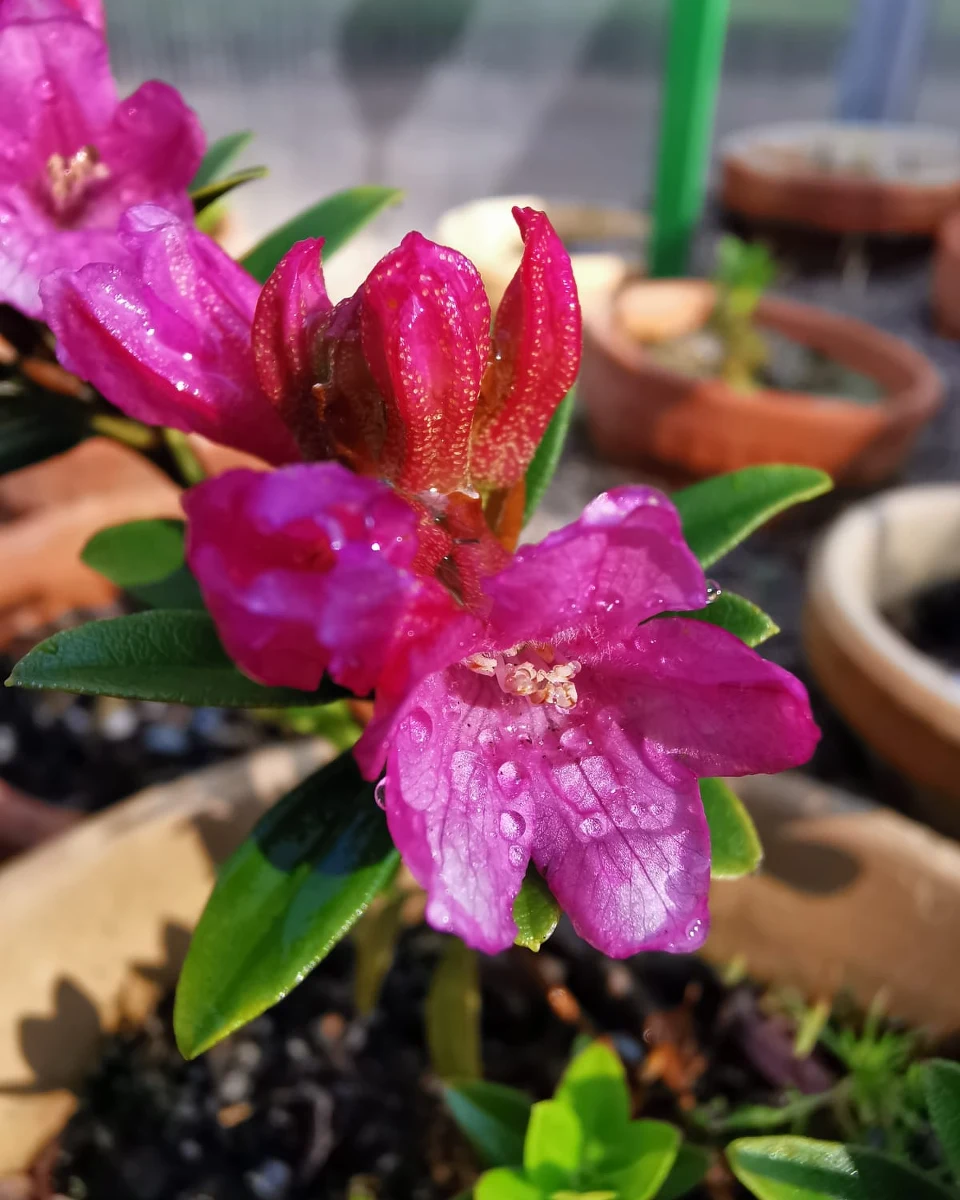 W Karkonoszach na Dolnym Śląsku zakwitły różaneczniki alpejskie. To jedyne, rosnące naturalnie takie rośliny w Polsce. Są w trudnym terenie. Daleko poza szlakiem, z którego nie można schodzić. Tam nie da się ich podziwiać, ale takie same okazy możemy zobaczyć w Karkonoskim Banku Genów w Jagniątkowie.