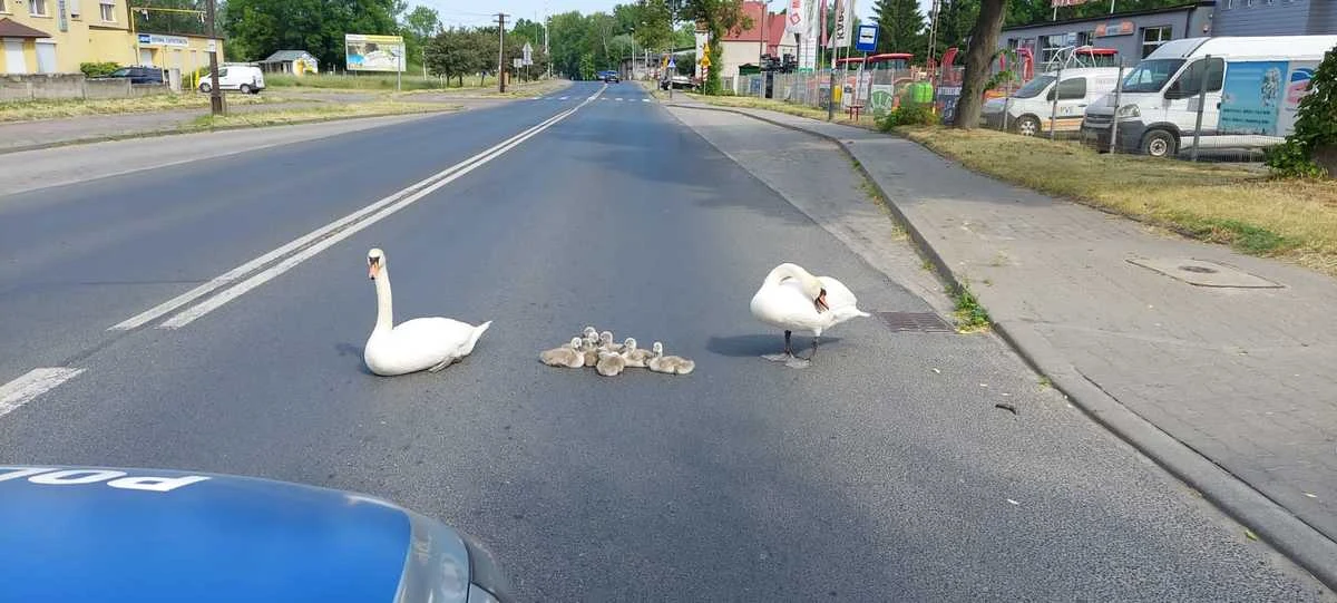Policjanci z wałeckiej drogówki eskortowali ulicami miasta niecodzienną rodzinę. Mama, tata i ośmioro maluchów znalazło się na środku ruchliwej drogi. Z pomocą przyszli również inni kierowcy. Ptasia rodzina została eskortowana do jeziora.