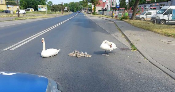 Policjanci z wałeckiej drogówki eskortowali ulicami miasta niecodzienną rodzinę. Mama, tata i ośmioro maluchów znalazło się na środku ruchliwej drogi. Z pomocą przyszli również inni kierowcy. Ptasia rodzina została eskortowana do jeziora.