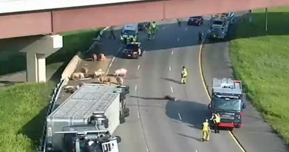Stado świń biegających po jezdni zablokowało ruch na autostradzie międzystanowej nr 694 w Minnesocie. Policjantom ze stanowej drogówki wyłapywanie uciekających zwierząt zajęło kilka godzin.