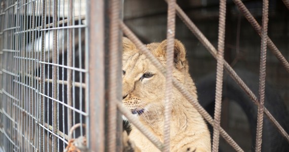 Pięć lwów ewakuowanych z ogarniętej wojną Ukrainy trafiło do poznańskiego zoo. Po odbyciu kwarantanny zwierzęta wyruszą do Wielkiej Brytanii i USA, gdzie czekają już na nie miejsca.

