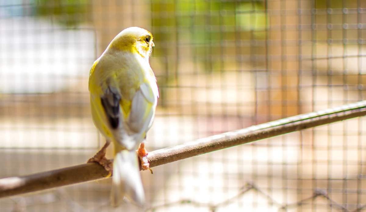 Lubię śpiew kanarków i mam w domu partnerkę dla samca - tak 63-latek z Krakowa tłumaczył policjantom, dlaczego ukradł ptaka. Mężczyzna włamał się do domku na terenie ogrodów działkowych.

