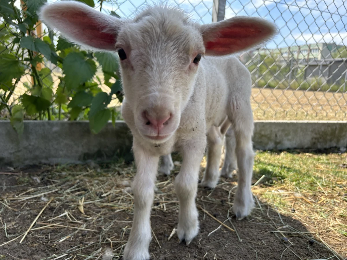Sporą niespodziankę sprawiła Basia, owca mieszkająca w zwierzętarni Zachodniopomorskiego Uniwersytetu Technologicznego w Szczecinie. Na początku czerwca urodziła bliźniaki. Problem w tym, że ciąża nie była planowana. Do tego nie wiadomo kto jest ojcem: Krzyś, Duży Łebek czy Dryblasek.