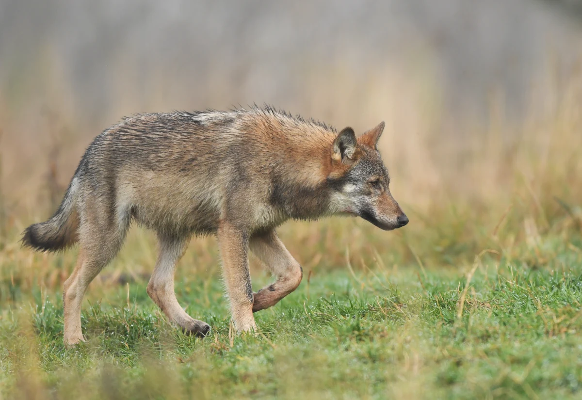 Do 31 sierpnia odstrzelony ma zostać jeden z wilków bytujących na terenie gminy Kościerzyna - taką decyzję podjął Generalny Dyrektor Ochrony Środowiska. Ma to  związek z atakami na zwierzęta hodowlane. 


