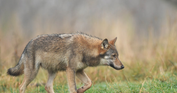 Do 31 sierpnia odstrzelony ma zostać jeden z wilków bytujących na terenie gminy Kościerzyna - taką decyzję podjął Generalny Dyrektor Ochrony Środowiska. Ma to  związek z atakami na zwierzęta hodowlane. 


