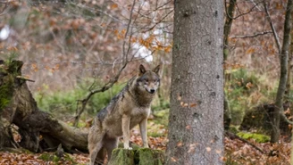 Wydano zgodę na odstrzał wilków w gminie Kościerzyna