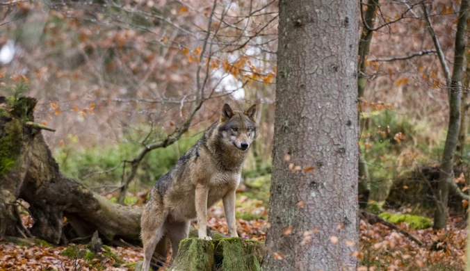 Wydano zgodę na odstrzał wilków w gminie Kościerzyna