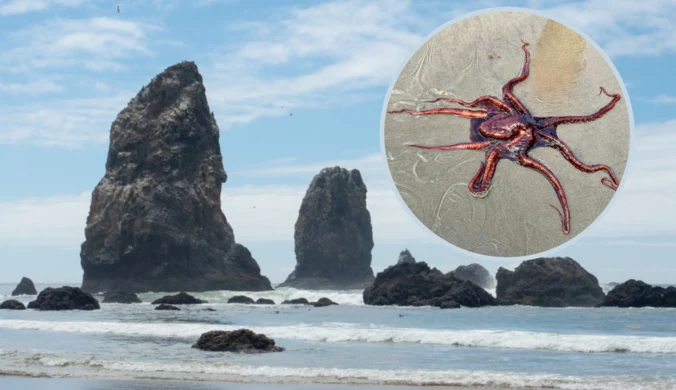 Gigantyczna ośmiornica na plaży w Oregonie. Ludzie byli zdumieni jej rozmiarem