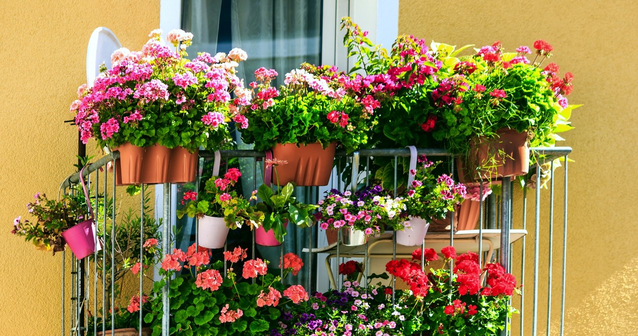 Te kwiaty wysadź w marcu do doniczek. Balkon utonie w kolorach