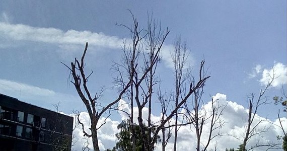 Prawie 214 tys. zł za otrucie 39 drzew musi zapłacić właściciel działki przy ul. Bitwy pod Płowcami 57 w Sopocie. Taka karę nałożył prezydent miasta, a skarga właściciela została ostatecznie oddalona przez Wojewódzki Sąd Administracyjny.

