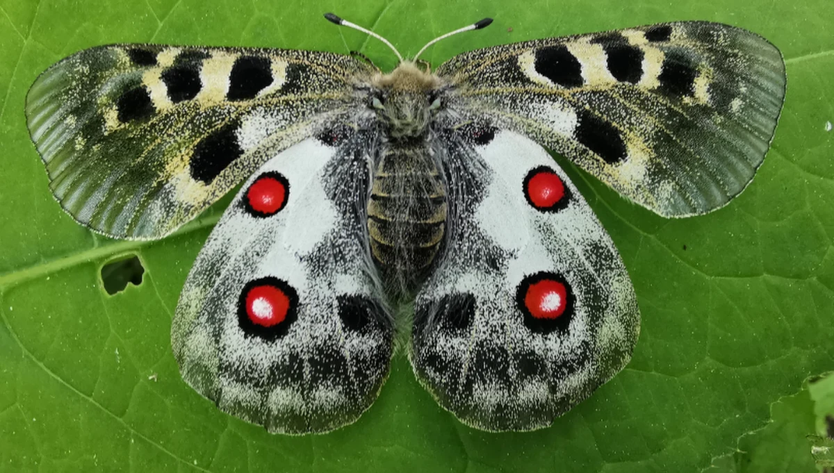 Karkonoski Park Narodowy apeluje do turystów: "Jeśli widziałeś dużego nietypowego motyla, koniecznie daj nam znać. To może być niepylak apollo, którego poszukujemy". Pracownicy Parku czekają na jego zdjęcie z datą i  miejscem, w którym został zauważony. Chodzi o stworzenie mapy występowania tego cennego i zagrożonego gatunku.
