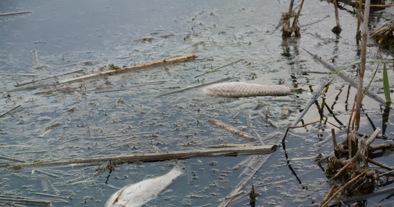 ​Ok. 60 sztuk śniętych ryb znaleziono w zbiorniku wodnym na terenie Zieleńca przy ul. Wojska Polskiego w Łodzi. Część powierzchni znajdującego się w sąsiedztwie Akademii Sztuk Pięknych zbiornika pokryta jest osadem. Trwa wyjaśnianie przyczyn zanieczyszczenia wody.