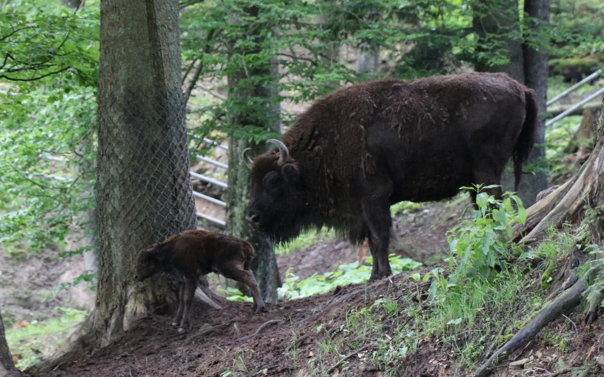 W zagrodzie pokazowej w Mucznem urodziła się żubrza dziewczynka. To trzecie narodziny w tym roku. W stadzie jest teraz 15 żubrów.