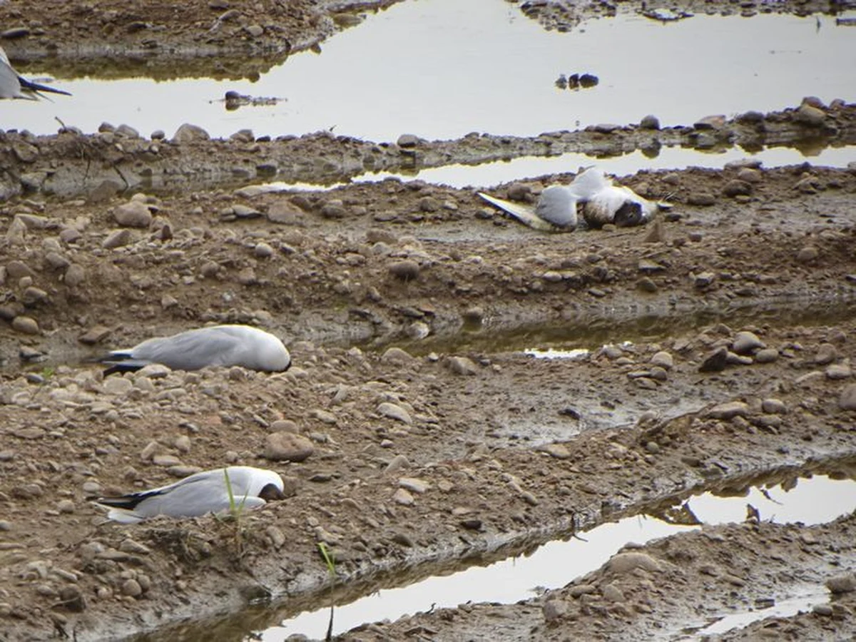 300 martwych ptaków zebrano w ostatnich dniach nad Jeziorem Mietkowskim na Dolnym Śląsku. Powodem ich padnięcia może być wirus ptasiej grypy - wynika z informacji przekazanych przez Regionalny Zarząd Gospodarki Wodnej we Wrocławiu.