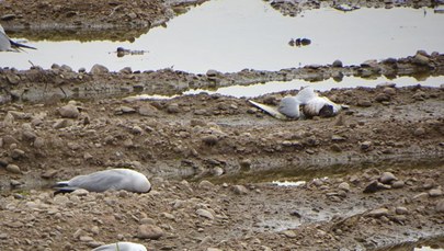 Setki martwych ptaków nad Jeziorem Mietkowskim