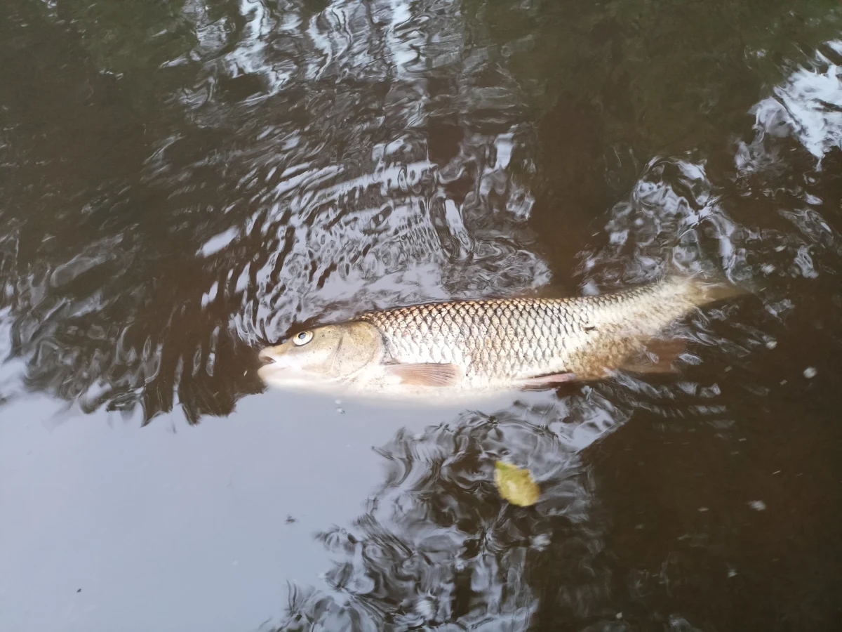 Czarna substancja niewiadomego pochodzenia pojawiła się wieczorem na rzece Okrzejka w powiecie garwolińskim na Mazowszu. Na powierzchnię wody wypłynęły śnięte ryby - prakazał nam słuchacz RMF FM.

