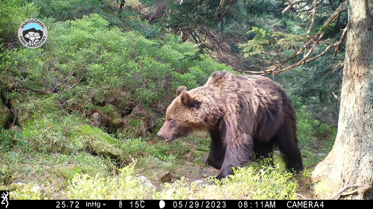 Fotopułapka uchwyciła niedźwiedzia na terenie Babiogórskiego Parku Narodowego. Zwierzę kuleje na lewą, tylną łapę, co, jak zauważyli przyrodnicy, którzy opublikowali nagranie w sieci, z pewnością utrudnia mu zdobywanie pokarmu. Niemniej, drapieżnik sobie radzi.