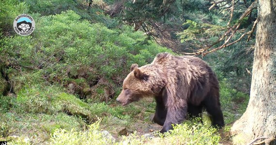 Fotopułapka uchwyciła niedźwiedzia na terenie Babiogórskiego Parku Narodowego. Zwierzę kuleje na lewą, tylną łapę, co, jak zauważyli przyrodnicy, którzy opublikowali nagranie w sieci, z pewnością utrudnia mu zdobywanie pokarmu. Niemniej, drapieżnik sobie radzi.