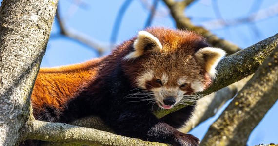 Gdańscy strażacy ściągali dziś z drzewa pandkę rudą. Zwierzę uciekło z wybiegu gdańskiego ogrodu zoologicznego.