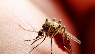 Tarnobrzeg rozpoczyna walkę z komarami