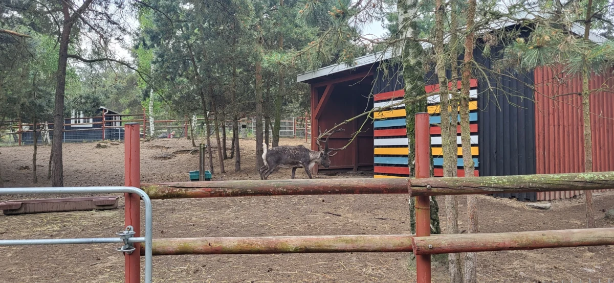 Padło sześć z siedmiu reniferów. Zostały zagryzione. Ten dramatyczny scenariusz rozegrał się na początku maja w miejscowości Zagórów w Wielkopolsce. Choć sprawą zajmuje się policja i prowadzone są specjalistyczne badania, to wciąż nie wiadomo, jakie zwierzęta przyczyniły się do tragedii. 