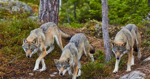 Regionalna Dyrekcja Ochrony Środowiska w Rzeszowie wydała zgodę na płoszenie wilków, które podchodzą blisko domów i osiedli mieszkaniowych w gminie Ustrzyki Dolne. Można odpalać race, petardy i korzystać z broni hukowej.
