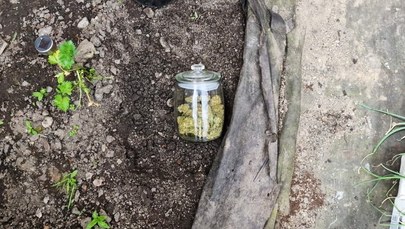 Marihuana zakopana w ogródku 