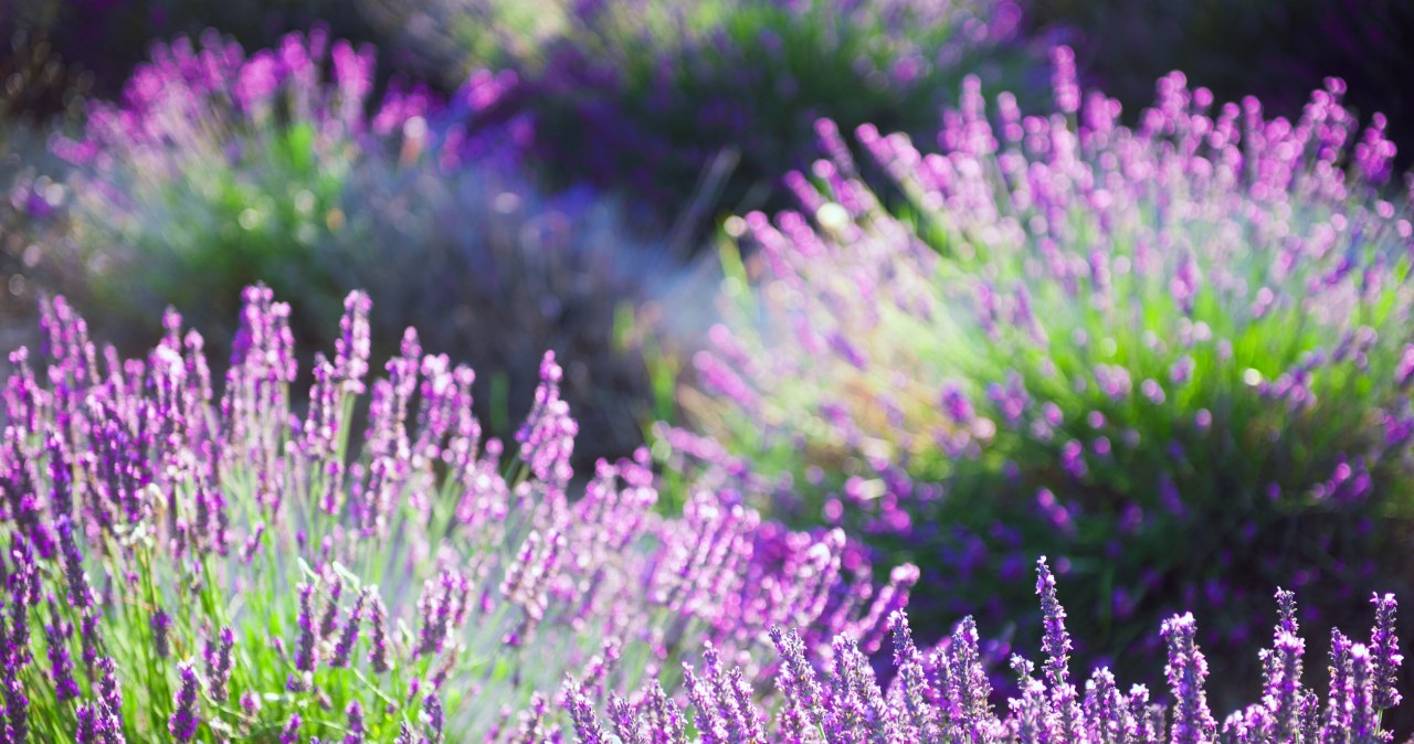 Nie wiesz kiedy wysiać lawendę? Trzymaj się tego terminu