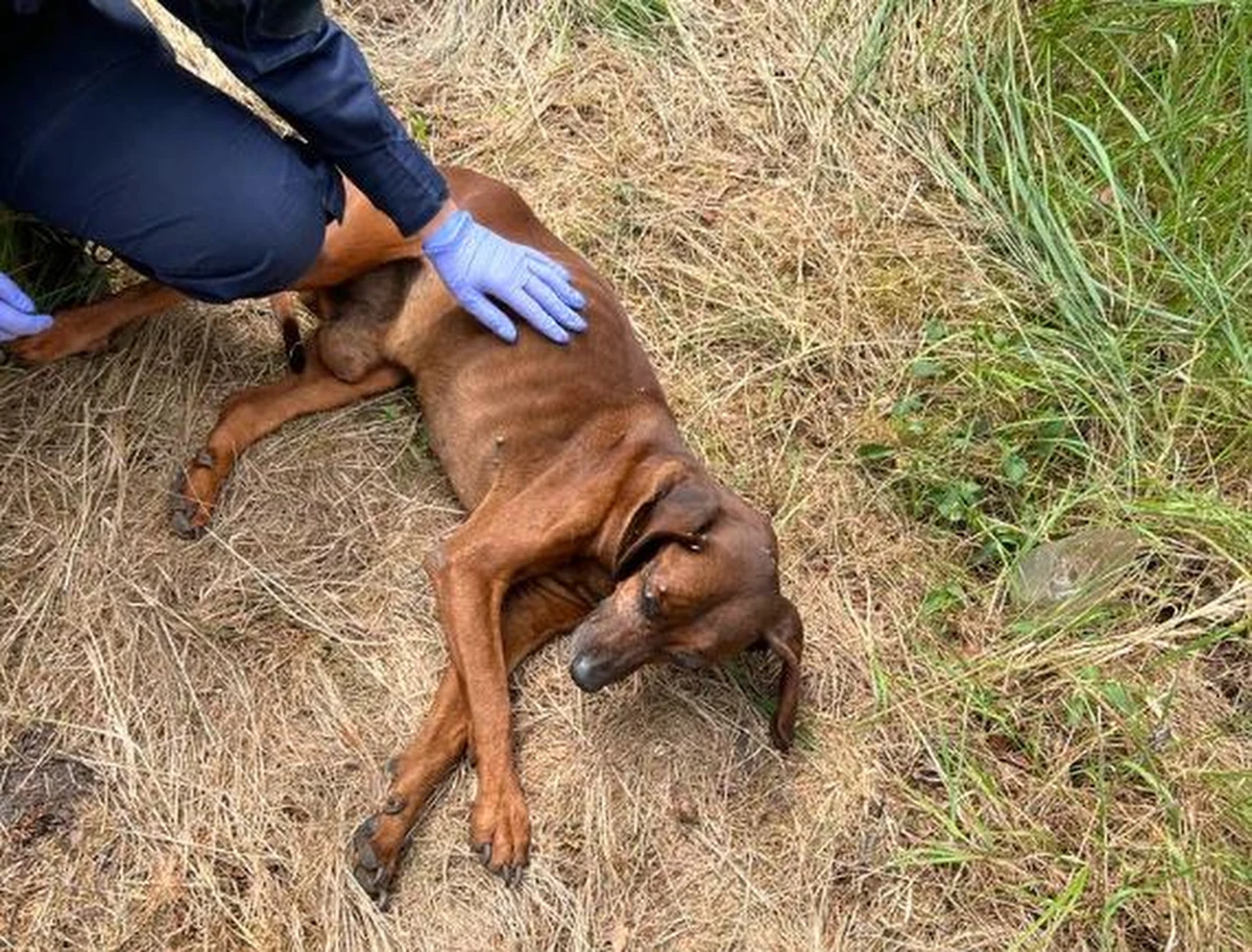 Osłabionego i odwodnionego psa, który nie był już w stanie samodzielnie ustać na łapach, uratowali policjanci z Goleniowa. Zwierzę zostało porzucone w lesie w pobliżu drogi technicznej w okolicy Klinisk Wielkich.

