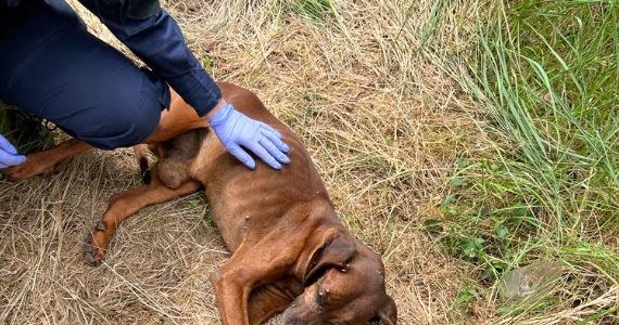 Osłabionego i odwodnionego psa, który nie był już w stanie samodzielnie ustać na łapach, uratowali policjanci z Goleniowa. Zwierzę zostało porzucone w lesie w pobliżu drogi technicznej w okolicy Klinisk Wielkich.

