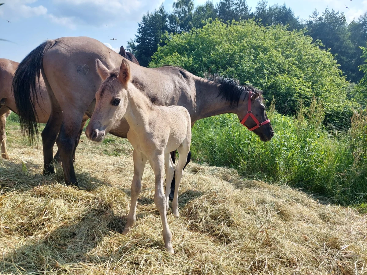 Mieszkańcy i turyści odwiedzający malowniczą miejscowość Gorajec na Podkarpaciu mogą korzystać z nowej atrakcji turystycznej - spotkania z pięknymi i wyjątkowymi konikami polskimi. W ostatnich miesiącach otwarto tam nową zagrodę, która stała się domem dla tych kultowych polskich koni.