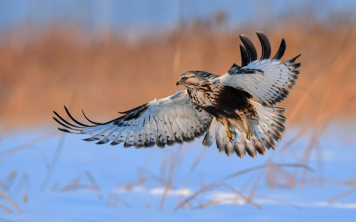 Odnalazł się myszołów z Leśnego Parku Niespodzianek w Ustroniu. Poszukiwania ptaka o imieniu Fernandez trwały od niedzieli. Teraz z powrotem jest u siebie.