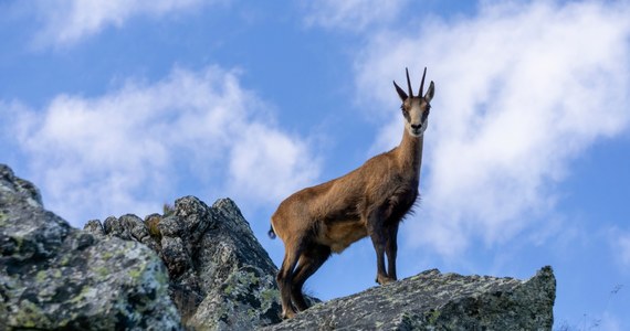 Przez cały wtorek pracownicy Tatrzańskiego Parku Narodowego i słowackiego odpowiednika tego parku wspólnie liczyli kozice. Dzięki tej cyklicznej akcji oszacowana zostanie liczba kozic w Tatrach, a także ich wiosenny przychówek. Wyniki powinny być znane za ok. tydzień.
