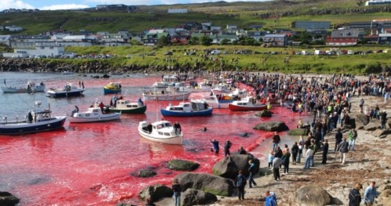 Tego lata nie odbędą się połowy płetwali zwyczajnych u wybrzeży Islandii - oświadczyła minister rybołówstwa i rolnictwa tego kraju Svandis Svavarsdottir. Sezon komercyjnych polowań miał się rozpocząć w środę 21 czerwca.