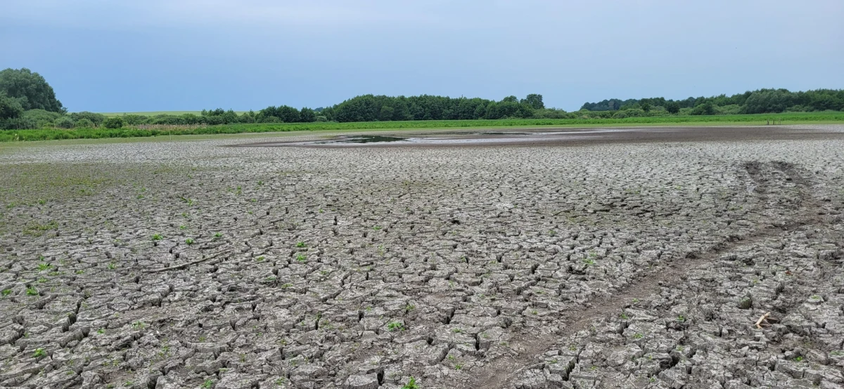 Jezioro w wielkopolskim Skrzatuszu niemal całkowicie wyschło. Z blisko 7-hektarowego zbiornika zostały dwie kałuże. To efekt suszy oraz zmian klimatycznych.